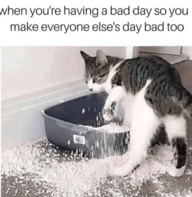 meme kucing tentang hari yang buruk