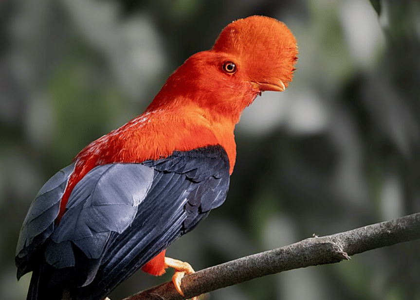 potret burung andean cock of the rock