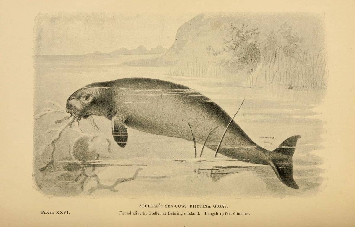 Steller's sea cow