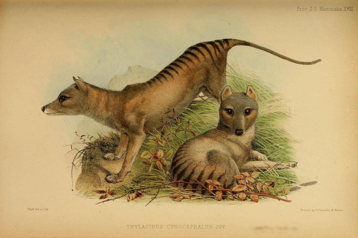Thylacine