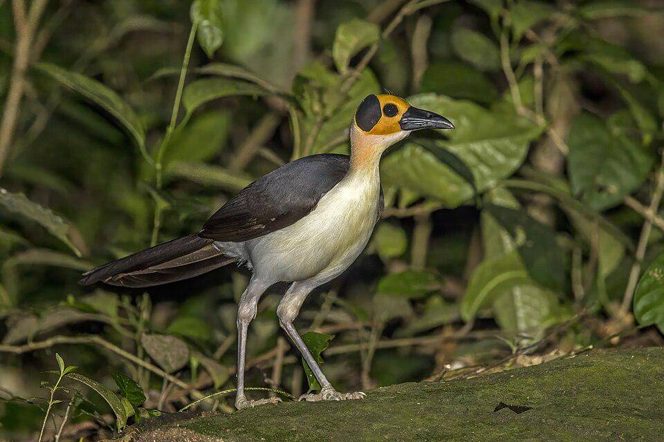 gagak botak leher putih di habitat asli
