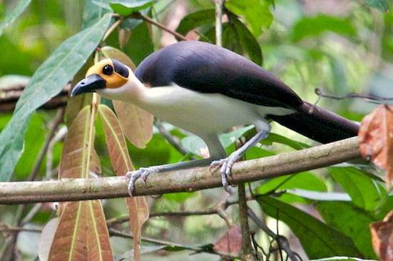 tampilan gagak botak leher putih