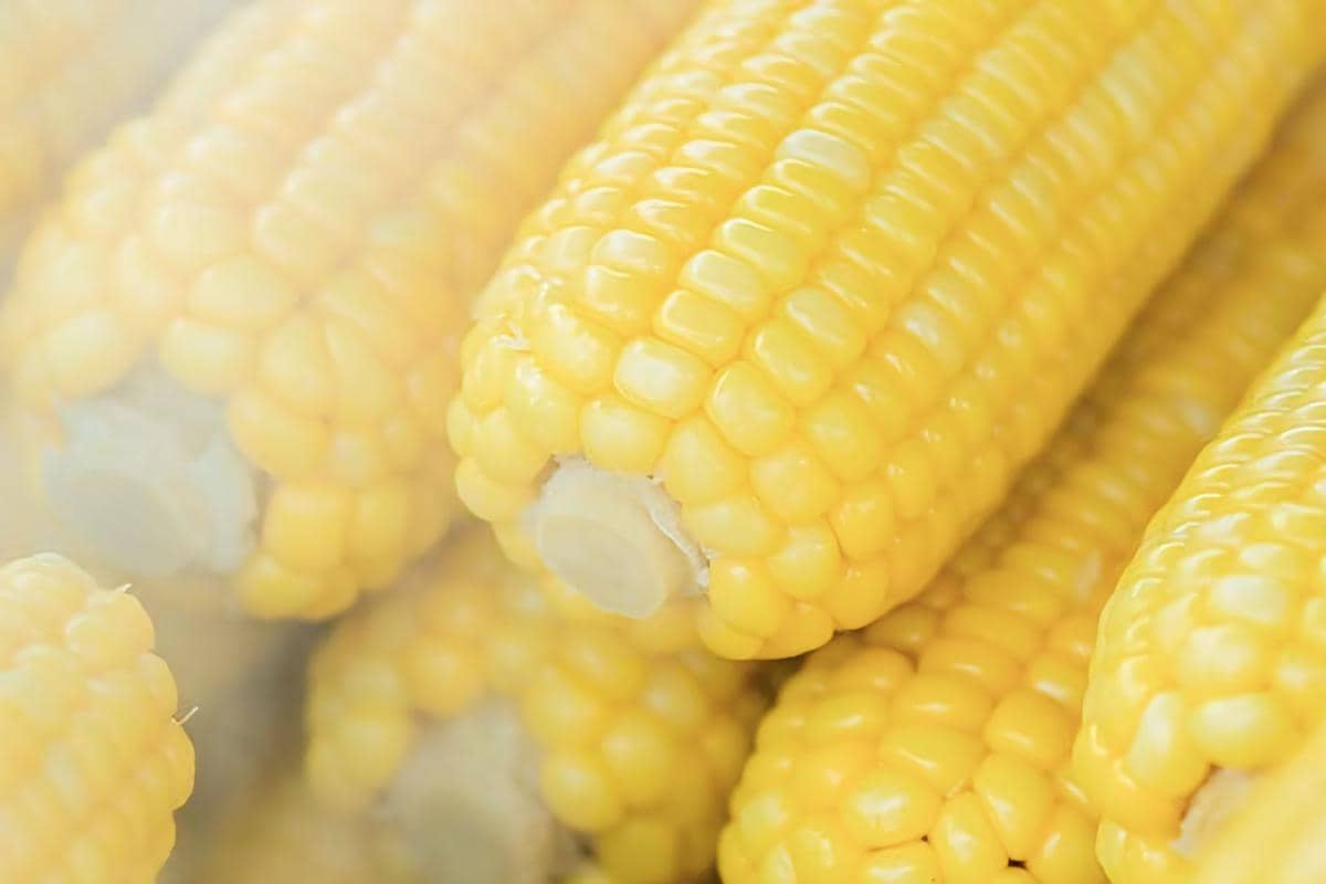 ilustrasi jagung rebus