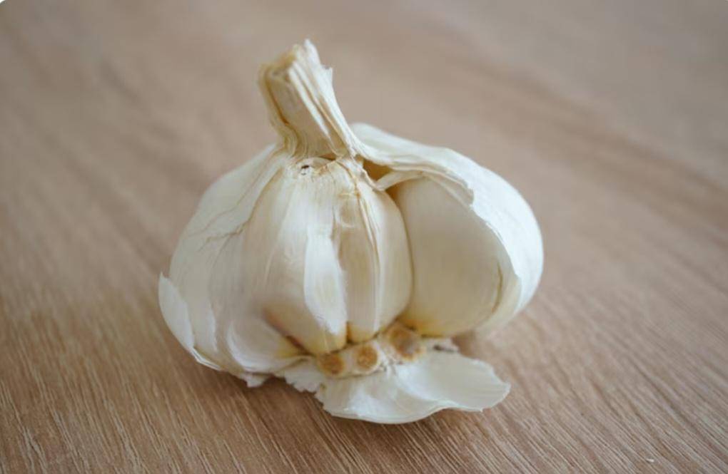 Potret bawang putih segar