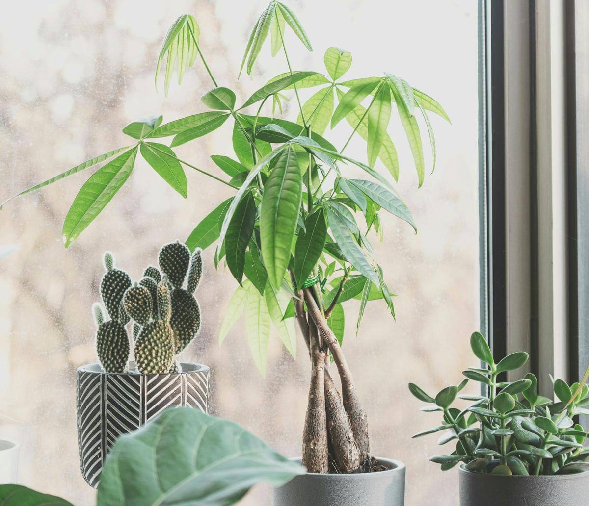 ilustrasi tanaman pohon uang