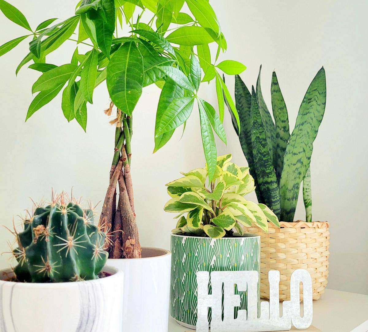 ilustrasi tanaman pembawa hoki