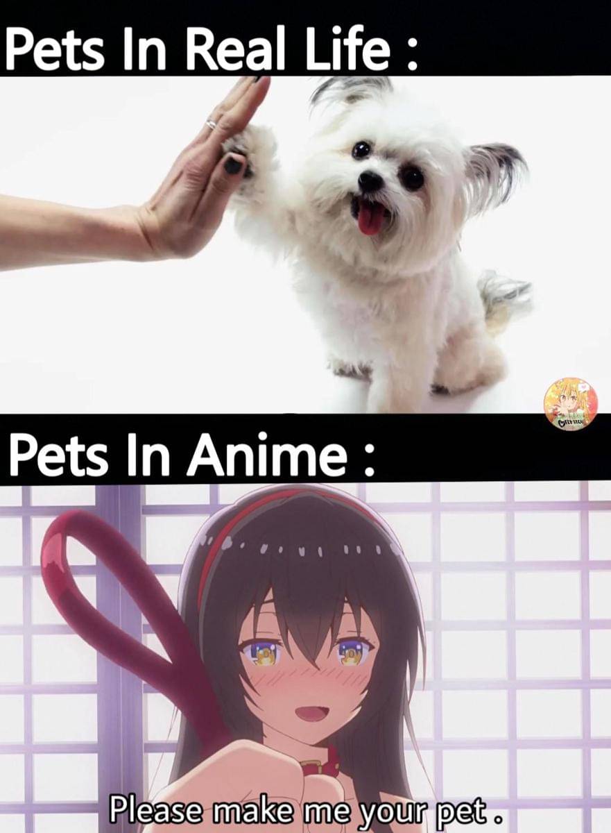 meme anime tentang hewan peliharaan