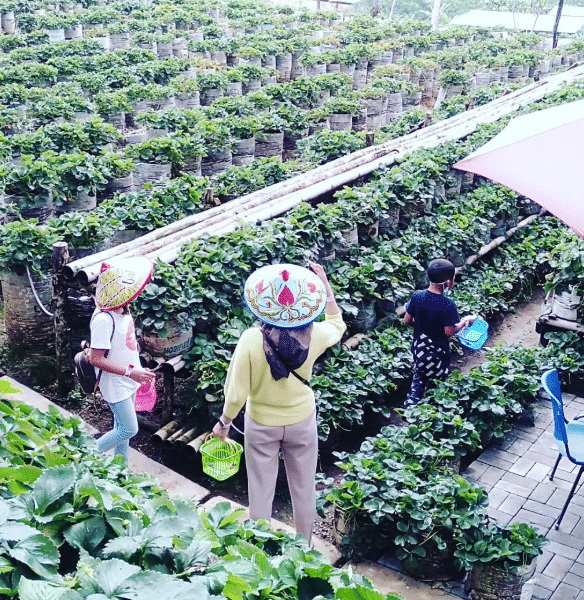 Kebun Strawberry Karanganyar 