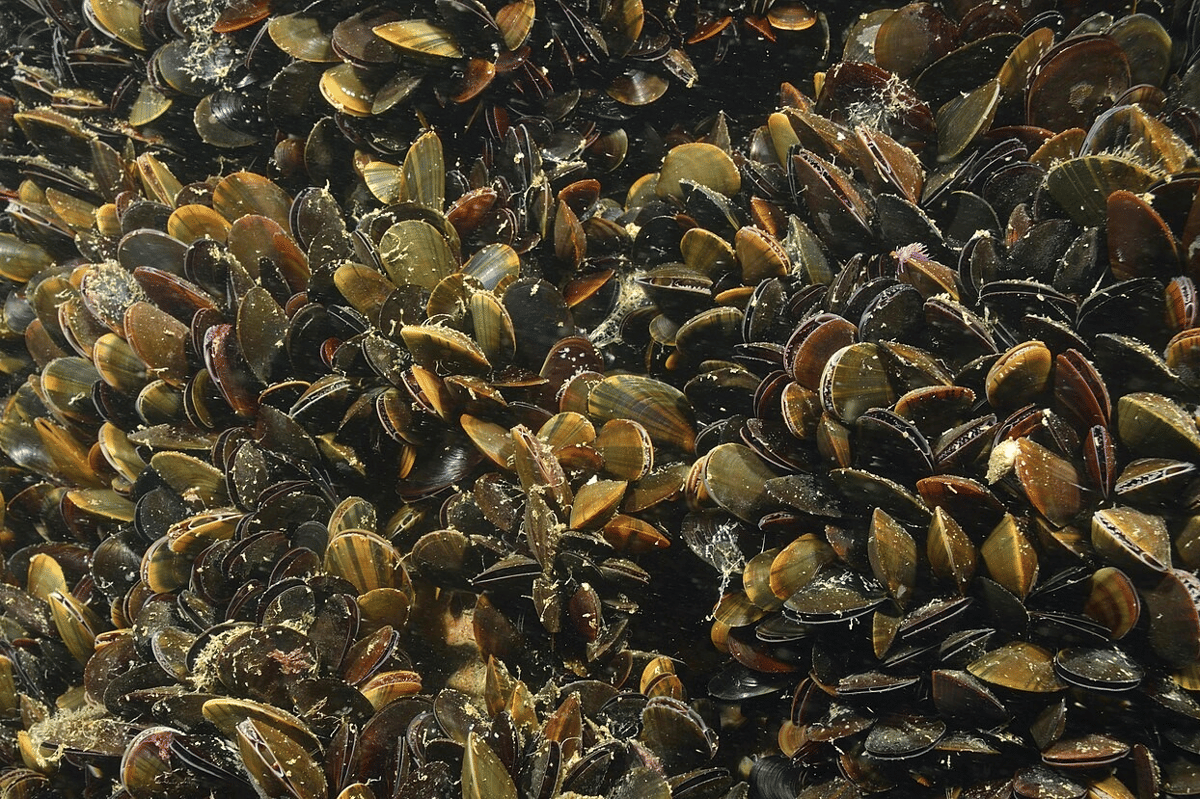 kerang biru
