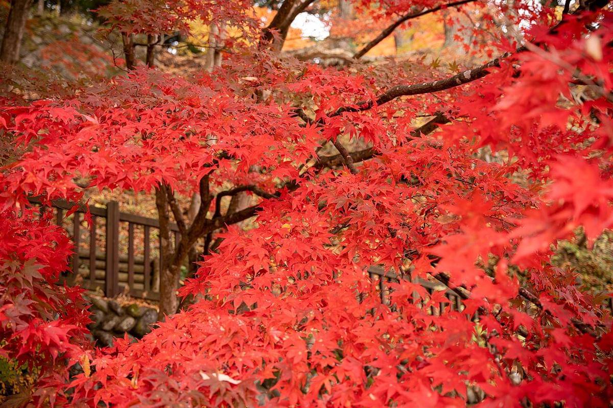 daun momiji di Gunung Nasu 
