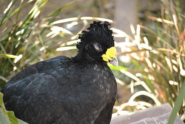 potret great curassow