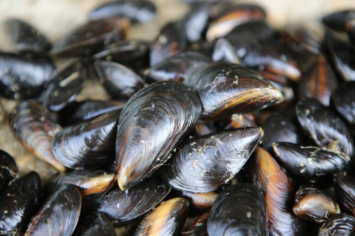 5 Fakta Menarik Kerang Biru, Berguna Bagi Alam dan Manusia
