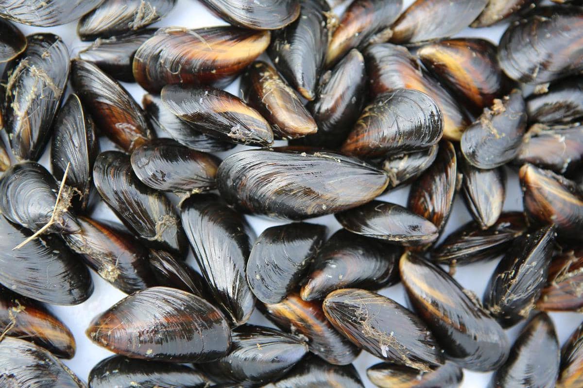 kerang biru