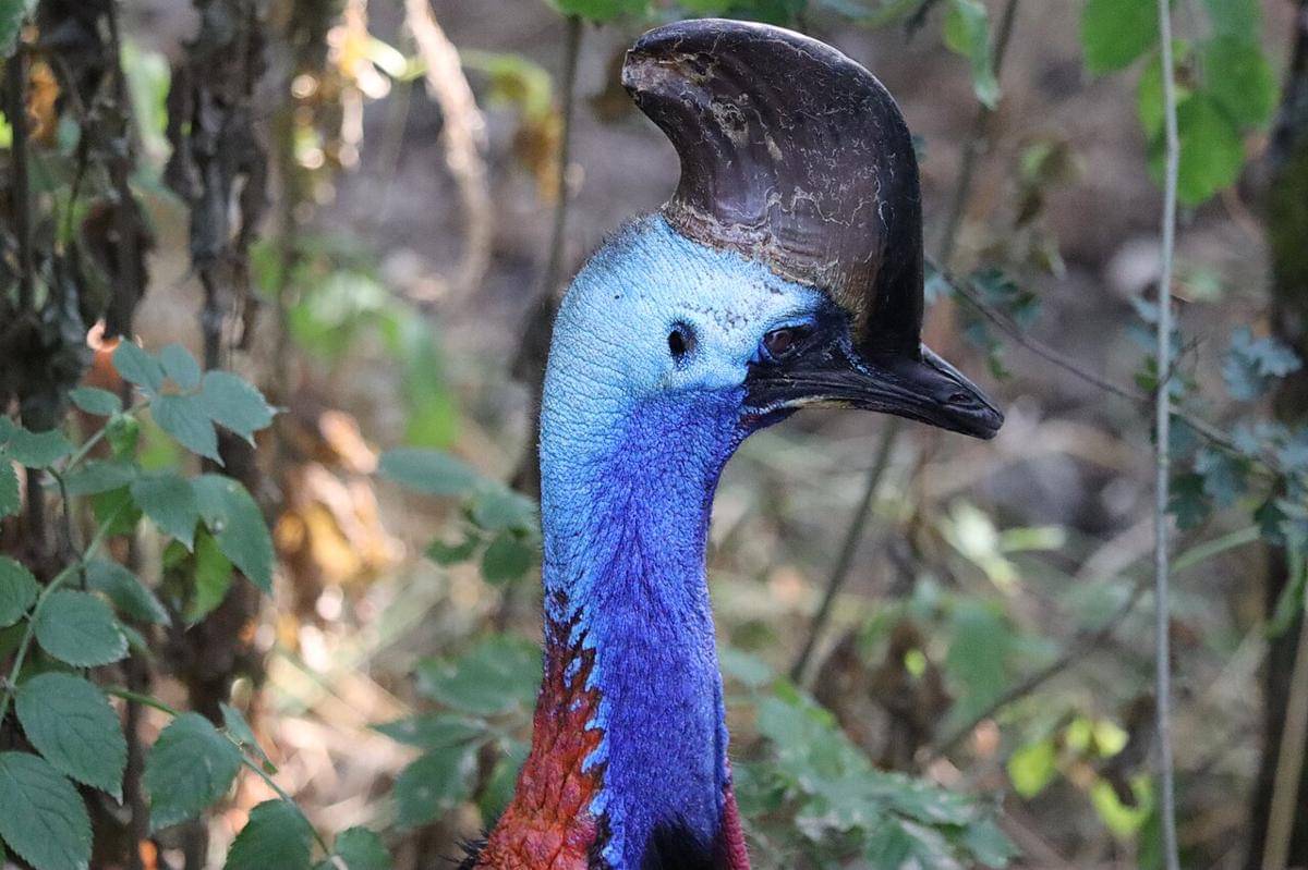 kasurari gelambir ganda