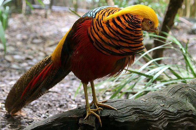 potret burung golden pheasant