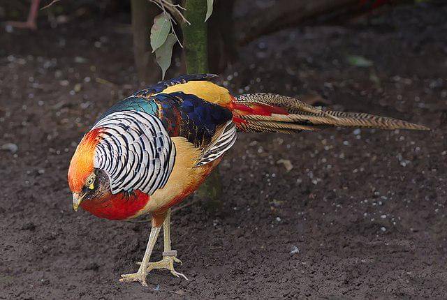potret burung golden pheasant