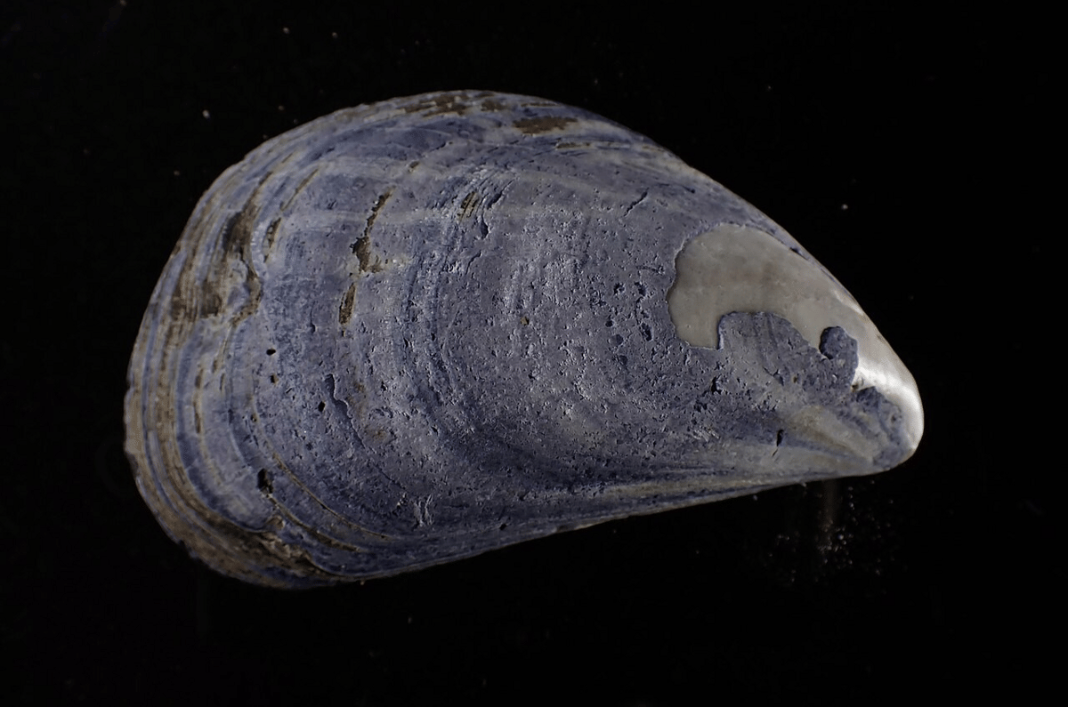kerang biru