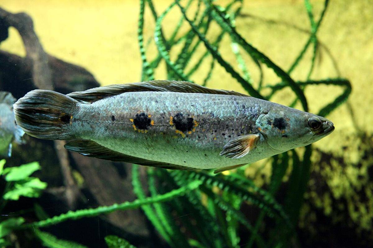 ikan gabus