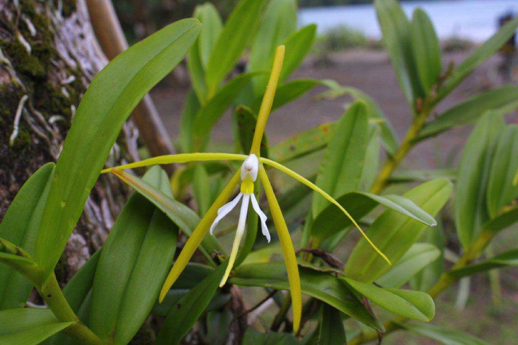 ilustrasi epidendrum nocturnum