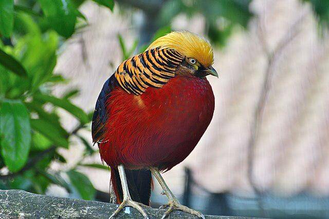 potret burung golden pheasant