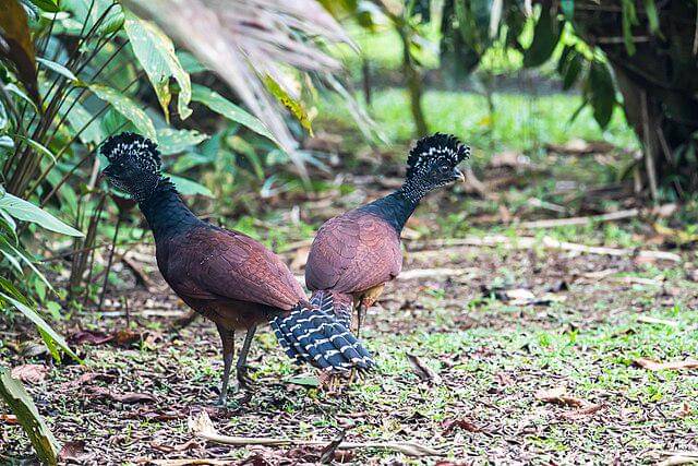 potret great curassow