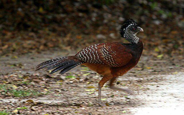potret great curassow
