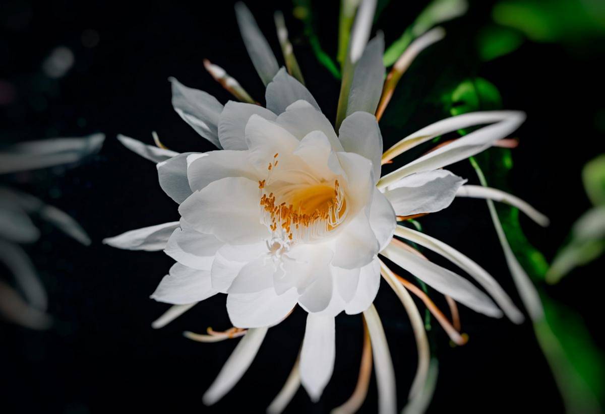 ilustrasi bunga wijaya kusuma 