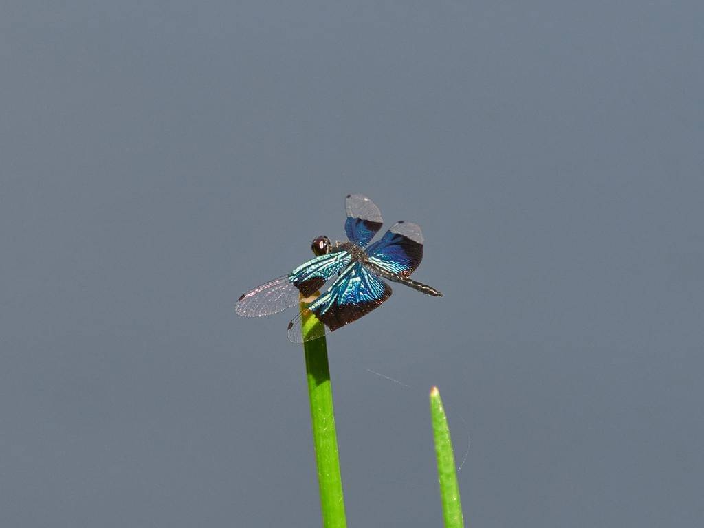 Rhyothemis resplendens