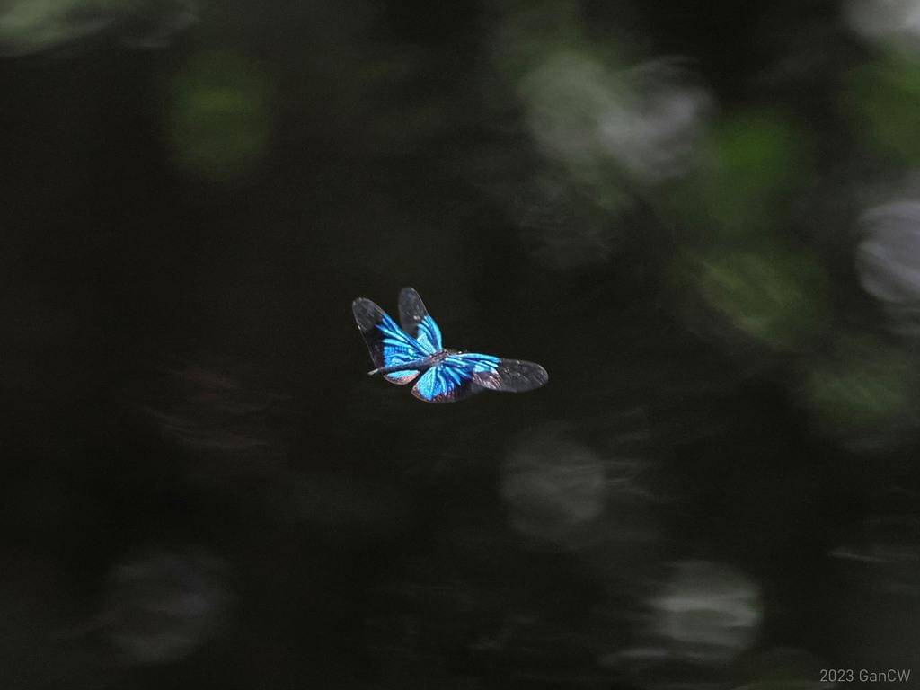 Rhyothemis resplendens