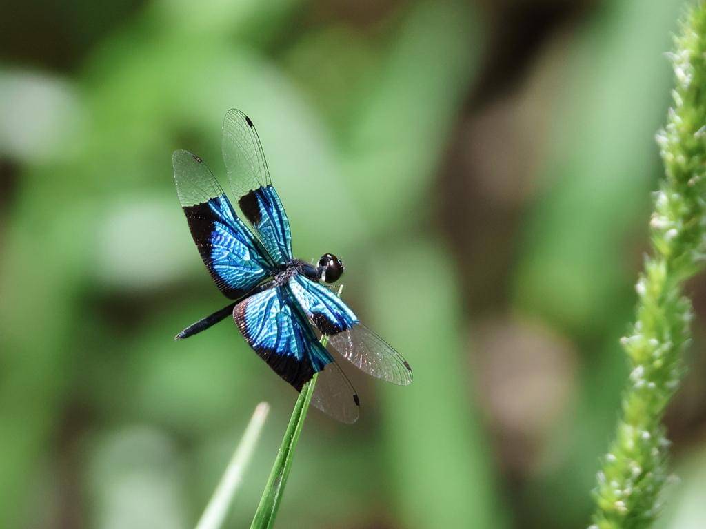 Rhyothemis resplendens