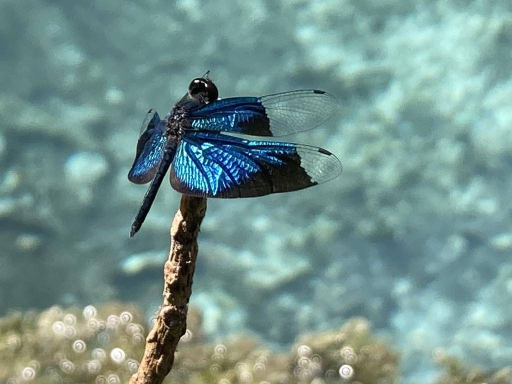 Rhyothemis resplendens