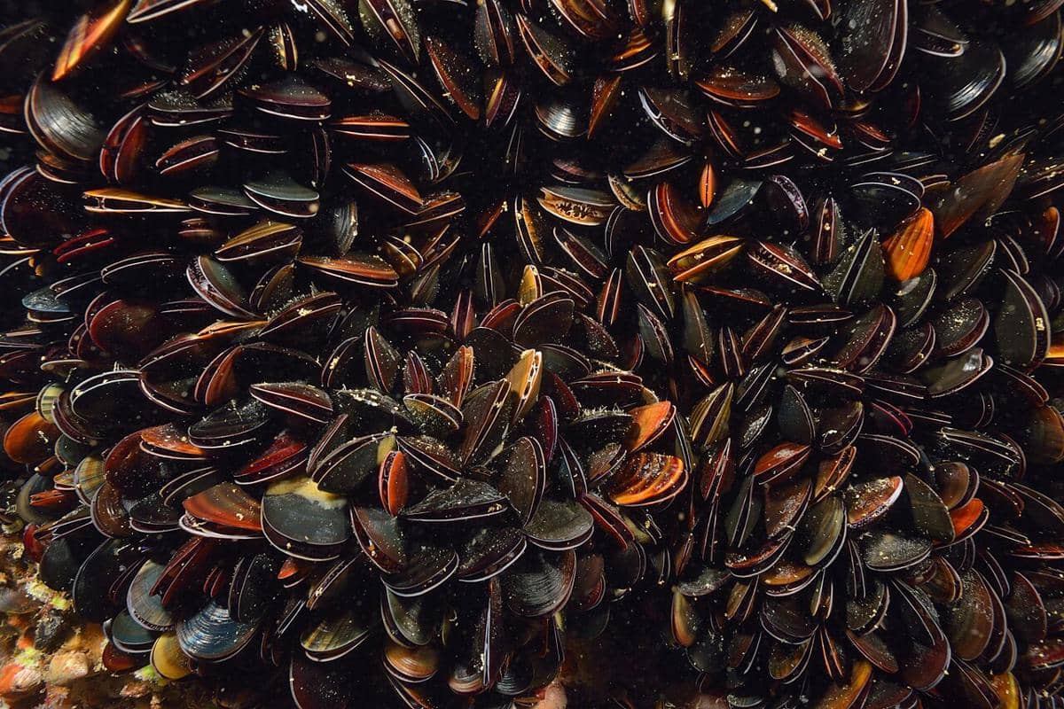 kerang biru