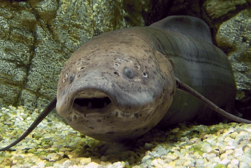 lungfish
