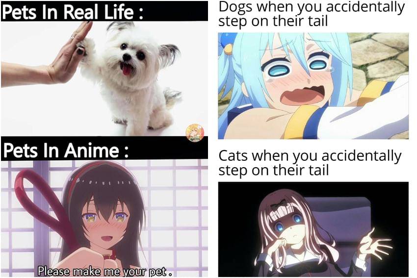 kolase meme anime tentang hewan peliharaan