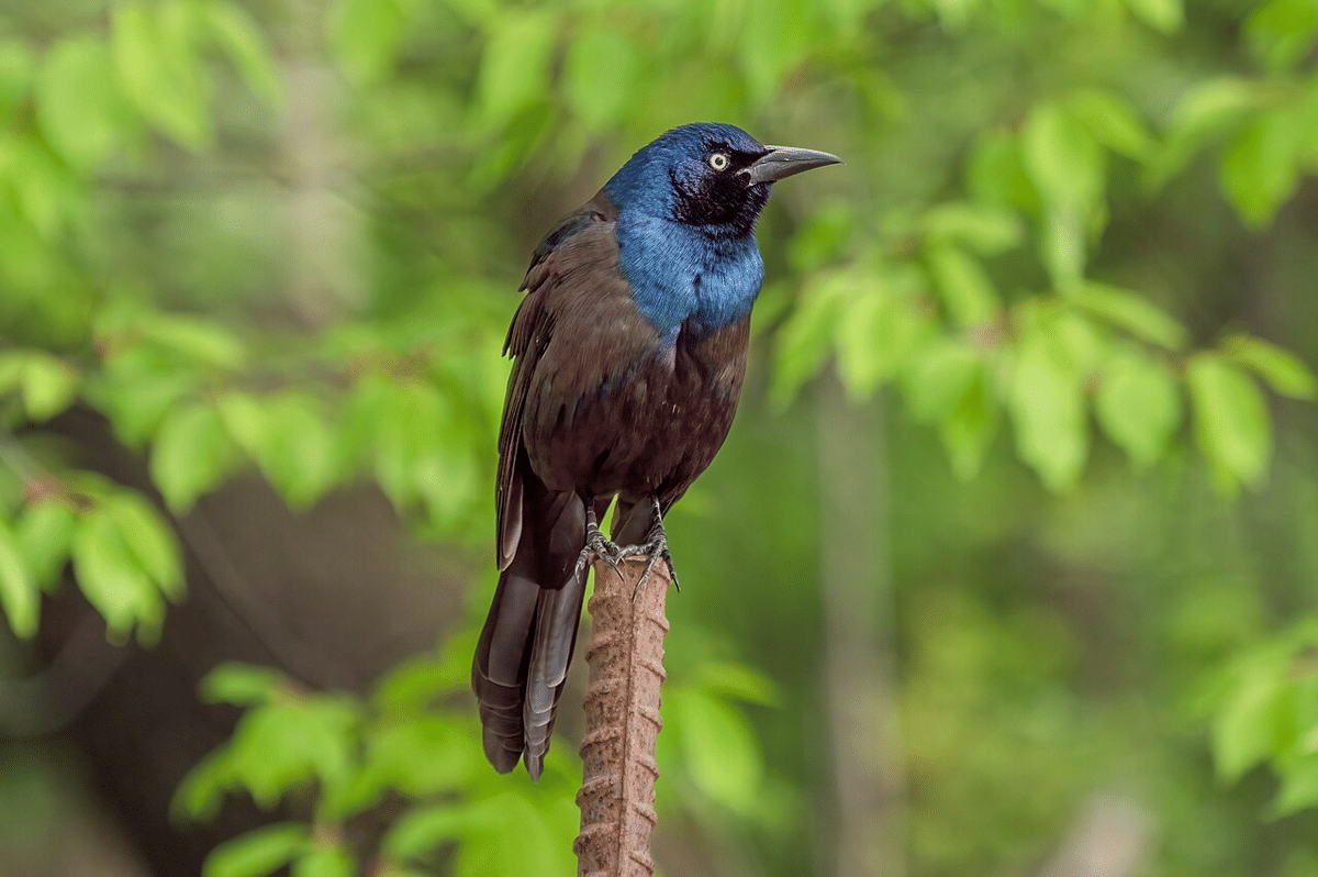 kerak palsu amerika utara
