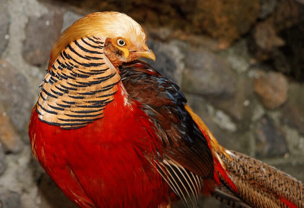 potret burung golden pheasant