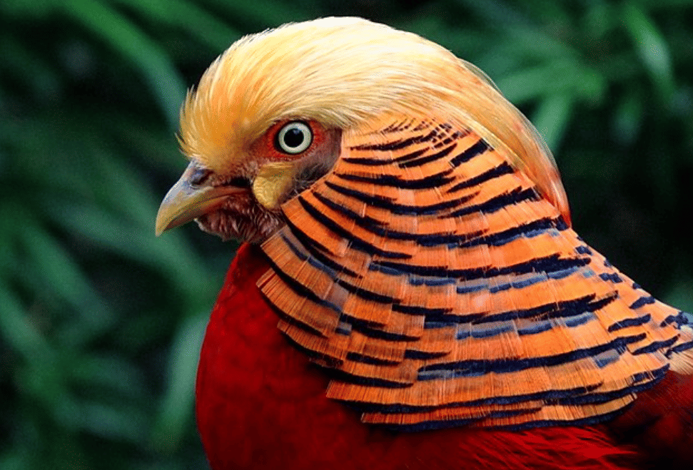 potret burung golden pheasant