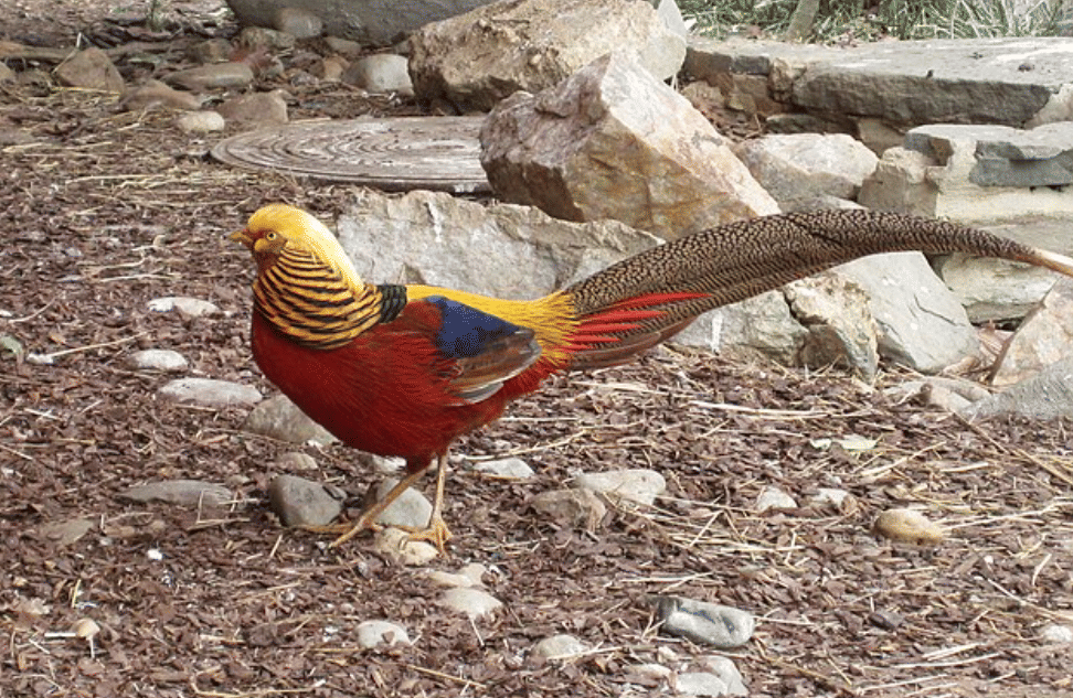 potret burung golden pheasant