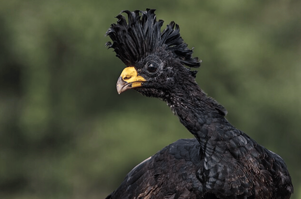 potret great curassow