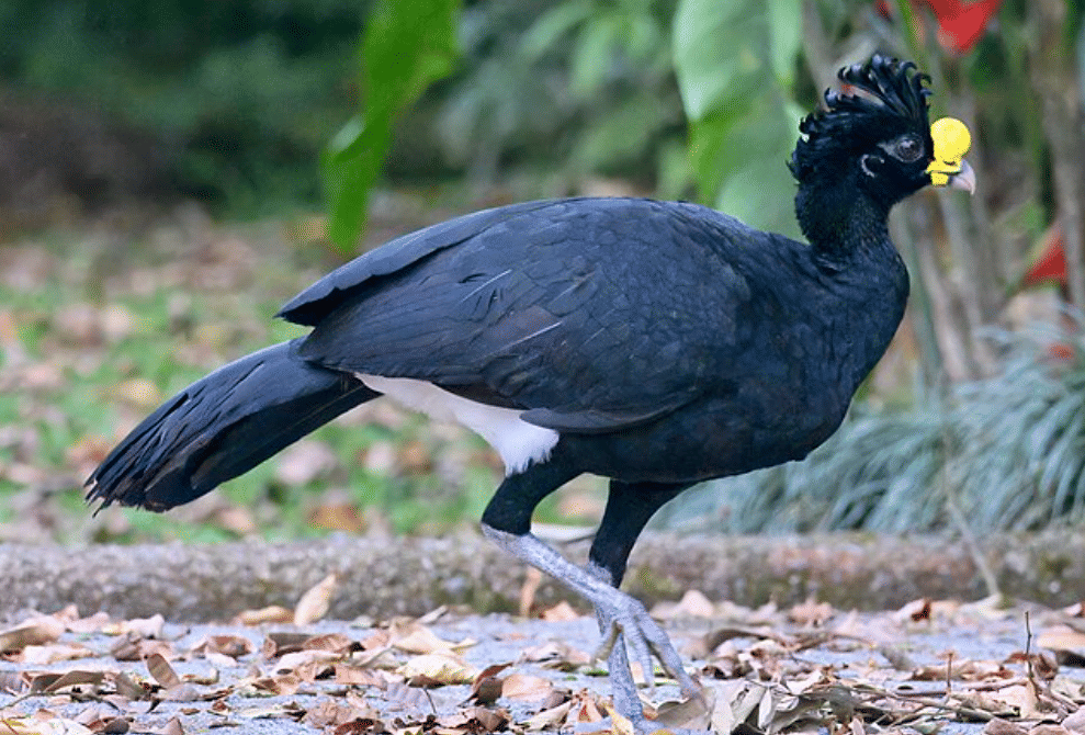 potret great curassow