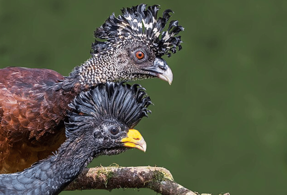 potret great curassow