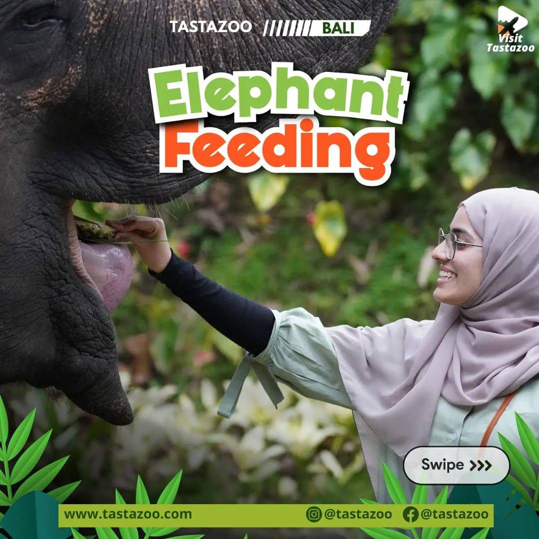 potret memberikan makanan ke hewan di Tasta Zoo
