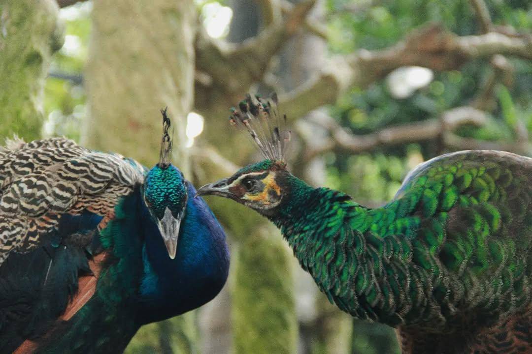 potret salah satu hewan yang bisa ditemui di Tasta Zoo