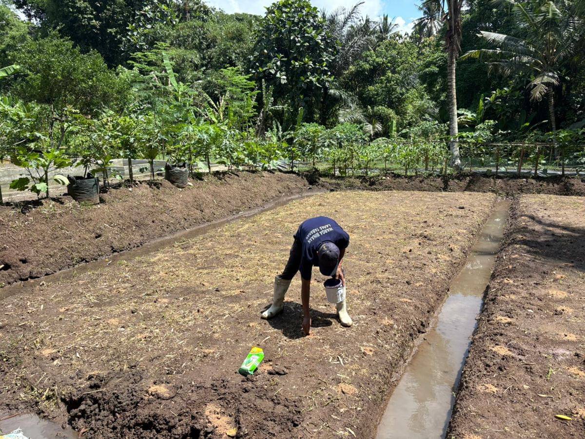 Warga Binaan Lapas Tabanan Tanam Jagung, Hasil Panen Dijual