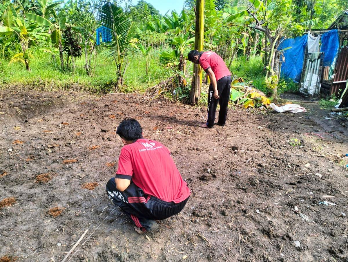 Warga Binaan Lapas Tabanan Tanam Jagung, Hasil Panen Dijual