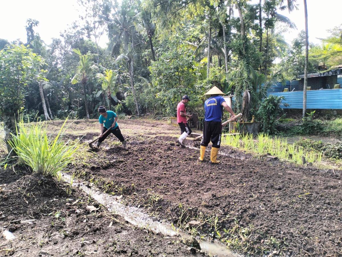 Warga Binaan Lapas Tabanan Tanam Jagung, Hasil Panen Dijual