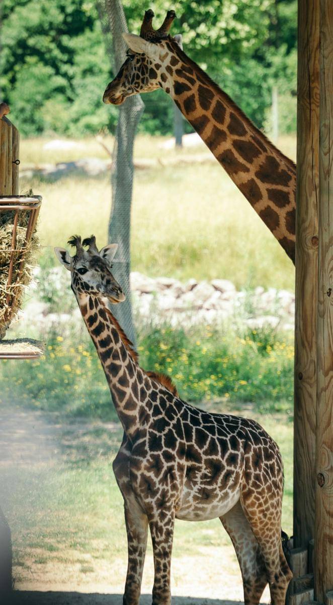Potret anak jerapah bersama induknya
