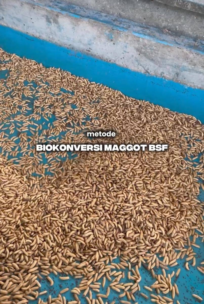 biokonversi maggot black soldier fly (BSF)