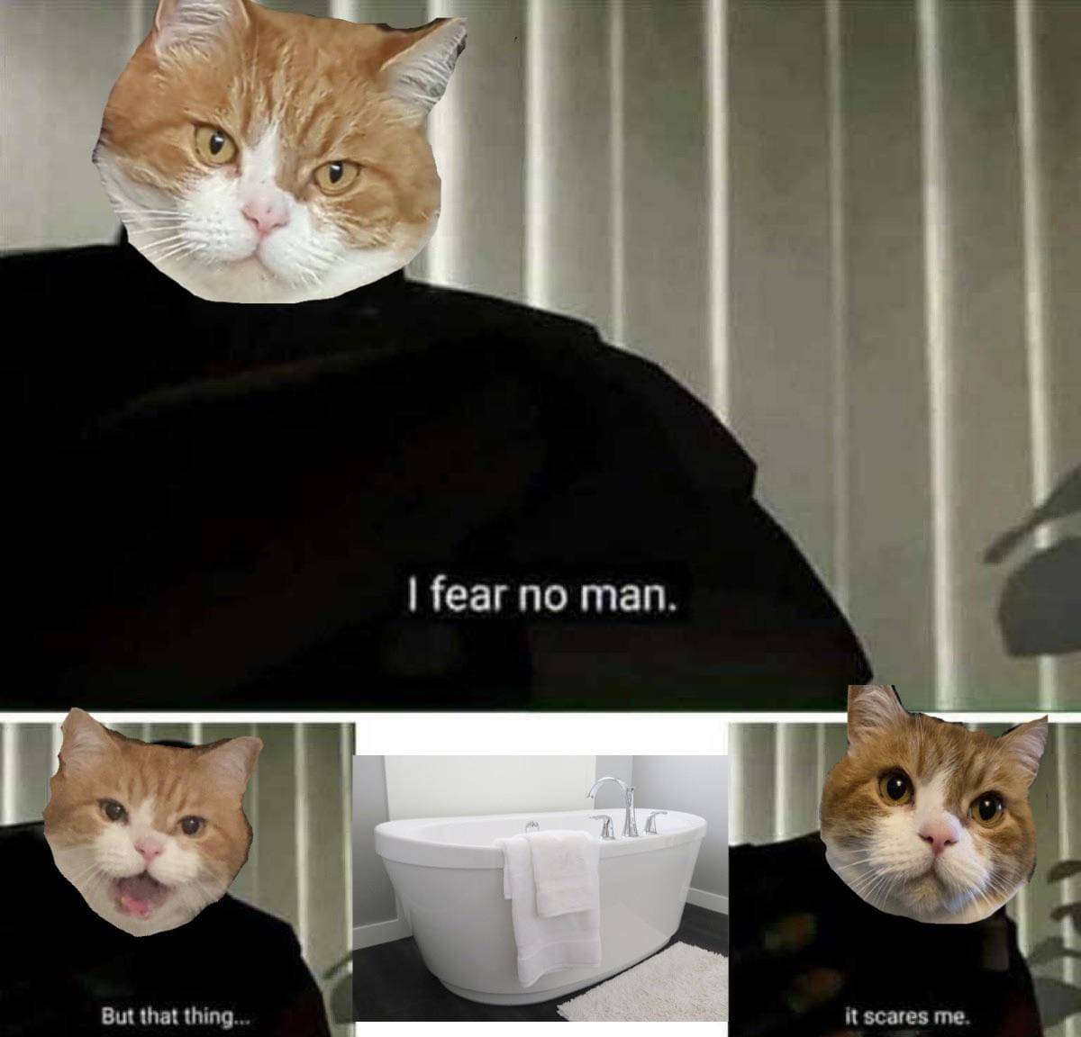 meme kucing tentang momen menakutkan