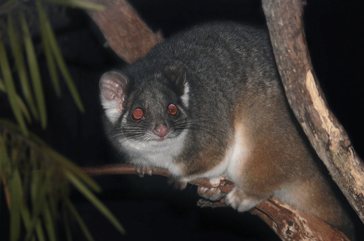 possum ekor cincin